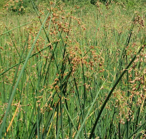 bulrush