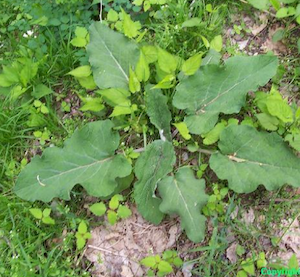 burdock