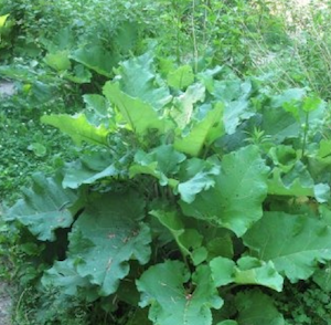 burdock