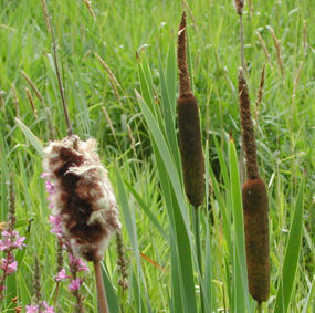 cattails