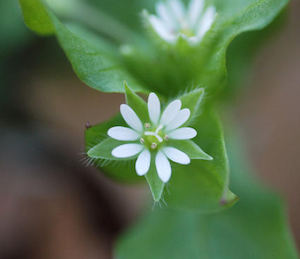 chickweed