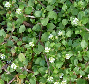 chickweed