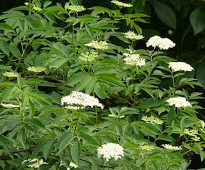 elderberry