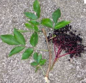 elderberry