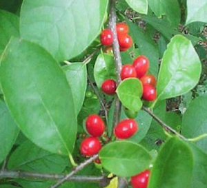 spicebush