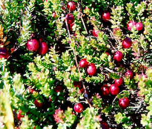 cranberries