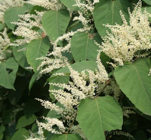 knotweed