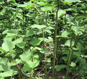 knotweed