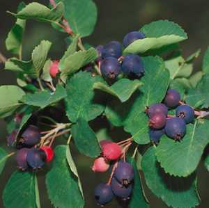 juneberry