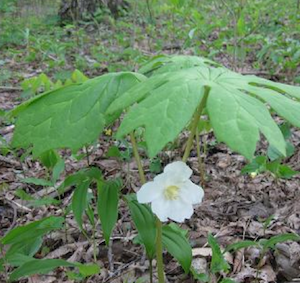 mayapple