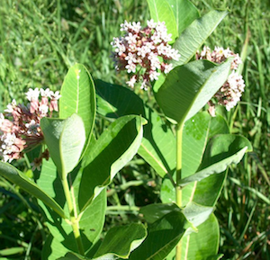 milkweed