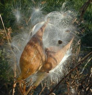 milkweed
