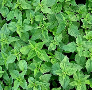 nettles