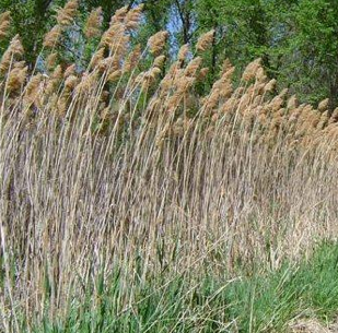 phragmites