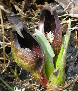 skunkcabbage