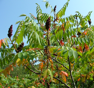 sumac