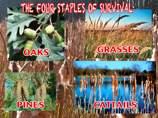 SURVIVALSTAPLES