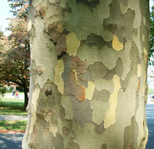sycamore