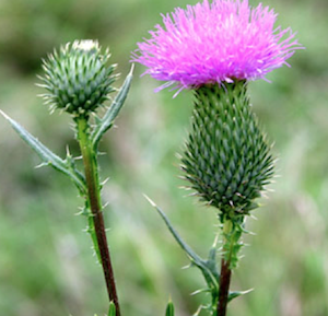 thistle