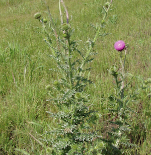 thistle
