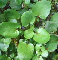 watercress