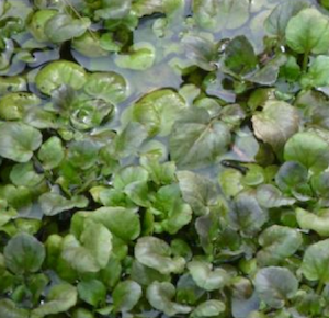 watercress2