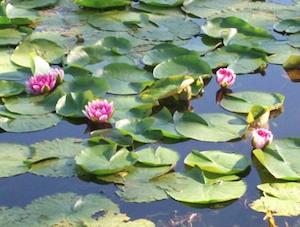 waterlillies