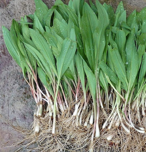 leeks