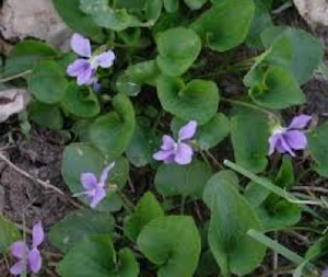violets