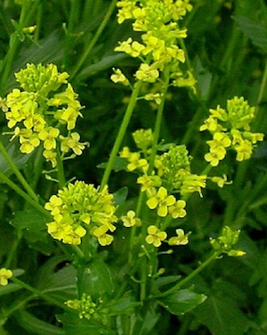 wintercress