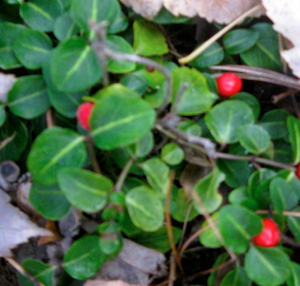 wintergreen